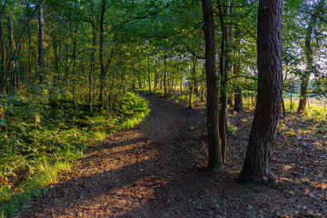 The low sun shines at a path through the forest called 'The smugglers route' near Strijbeek, Netherlands