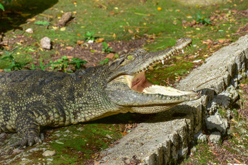 The crocodile opened its mouth on the green grass beside the pond.