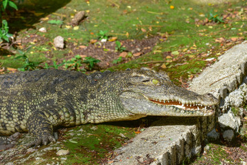 The crocodile opened its mouth on the green grass beside the pond.