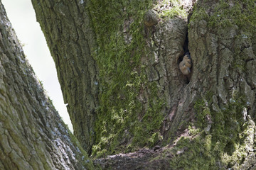 An juvenile Eurasian hoopoe (Upupa epops) sitting in its nest in a old oak ready to be fed Germany Brandenburg.