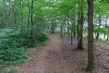 Fototapeta na wymiar A path through the forest called 'The smugglers route' near Strijbeek, Netherlands