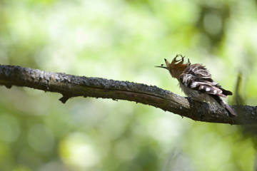 An adult Eurasian hoopoe (Upupa epops) perched in a forest on a branch shaking its feathers in Germany Brandenburg. Perched on a branch of an old oak tree.
