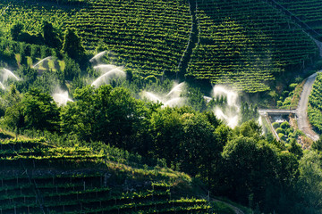 Sprinkler irrigation in an orchard at summer with green vineyards on background. Italian Alps,...
