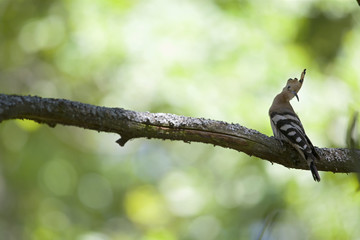 An adult Eurasian hoopoe (Upupa epops) perched  on a branch resting in a forest in Germany Brandenburg.