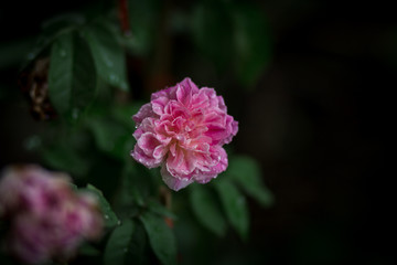 pink flower in the garden,rose