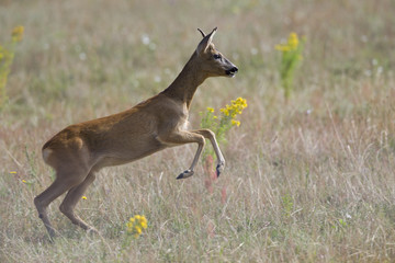 An European roe deer (Capreolus capreolus) running in a field in the heat of the day time in Brandenburg Berlin.