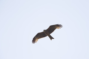 Obraz premium An adult female European black kite (Milvus migrans) soaring and carrying food in the sky. Flying infront of a blue and grey sky.