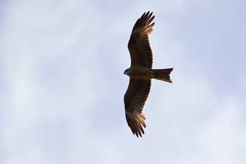 An adult female European black kite (Milvus migrans) soaring and carrying food in the sky. Flying infront of a blue and grey sky.
