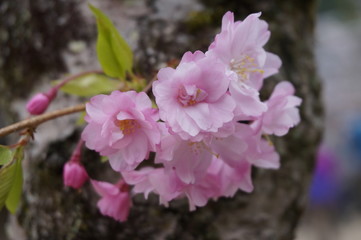 One of the symbols of Japanese culture is the sakura. Forming true pink corridors throughout Japan, the cherry blossoms mark the arrival of the most anticipated season of the year: spring