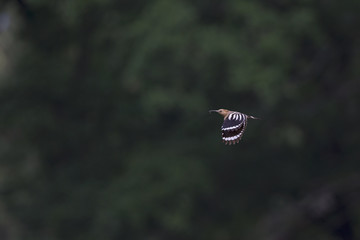 An adult Eurasian hoopoe (Upupa epops) flying in high speed with food its young in Germany Brandenburg. © Bouke