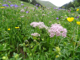 bunte blumenwiese im lechtal österreich