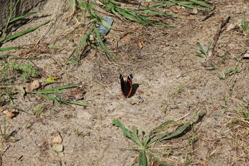  A brown butterfly sits on a yellow flower on a summer meadow.