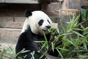 Obraz premium giant panda eating bamboo