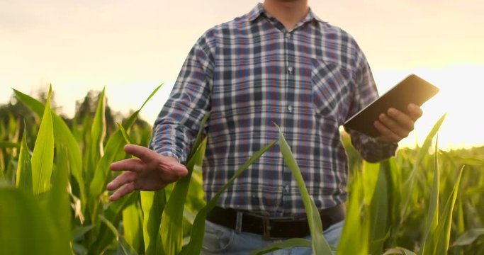 Farmer using digital tablet computer in corn field, modern technology application in agricultural growing activity 