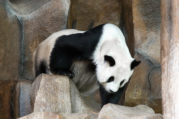 giant panda