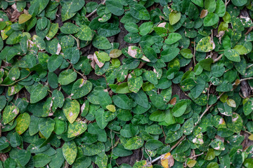 Fototapeta premium Vine leaves on the wood and the tree