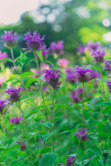 Pink monarda flower in a field with bees