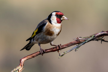 Colorful Goldfinch, (Carduelis carduelis), perching on a tree. Nice detail of the eye and feathers.