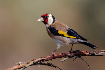 Colorful Goldfinch, (Carduelis carduelis), perching on a tree. Nice detail of the eye and feathers.