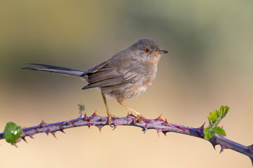 Dartford warbler young, (Sylvia undata), perched on a branch of a tree. Spain