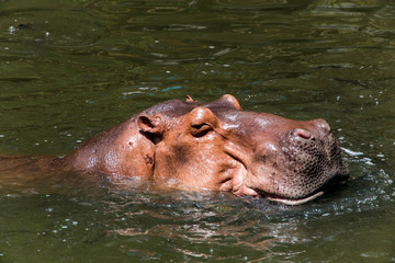 hippopotamus