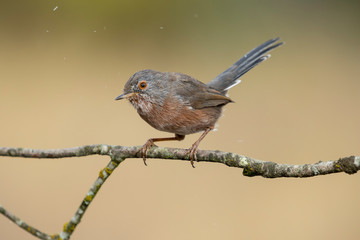Dartford warbler, (Sylvia undata), perched on a branch of a tree. Spain