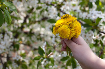 bouquet of dandelions in the hand of a girl on the background of a blooming apple tree
