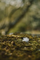 In focus bit of fluff