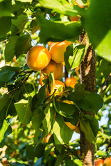 Mature beautiful apricot fruit plants