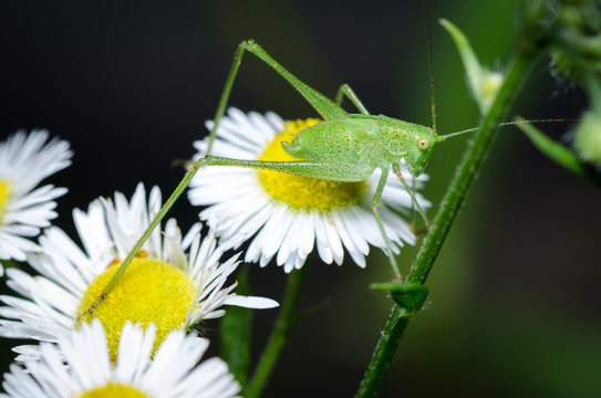 Green grashopper (Tettigonia viridissima) sitting on flower