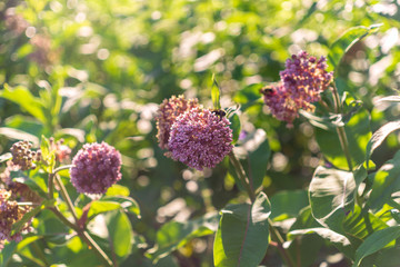 pink milkweed flowers in the garden