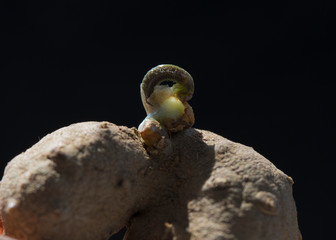 The yam bean is  sprouting