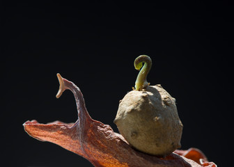 The yam bean is  sprouting on a dead leaf