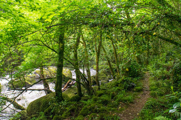 camino en un bosque verde con enredaderas colgando de los arboles y un río al lado