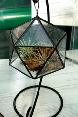 Florarium. Composition decorative from plants. Succulents, cacti