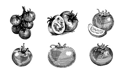 Tomatoes, tomatoes cut into slices, tomatoes on a twig. Vector retro graphics