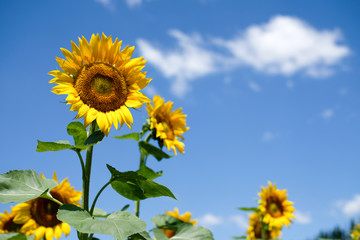sunflowers and blue sky, backgrouds