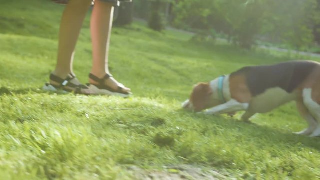 Cute friends moments in the park. Close-up of a happy girl playing with her friend cute dog bigl with a stick on the grass in beauty national park in summer.
