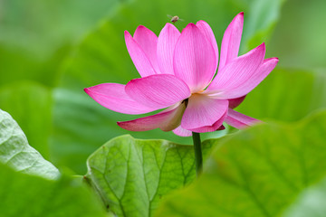 Obraz premium 蓮の花