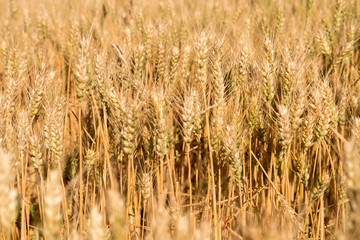 Summer golden ears of Wheat