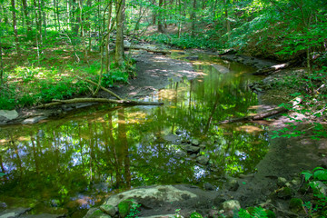 Fototapeta na wymiar woods with a running creek or stream