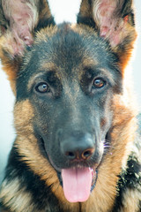 Sam la cucciola di pastore tedesco