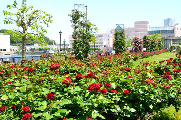 春の公園　神奈川県横須賀市ヴェルニー公園の風景