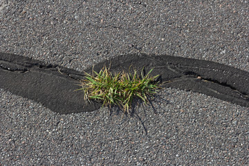 crack asphalt plant hope  flower