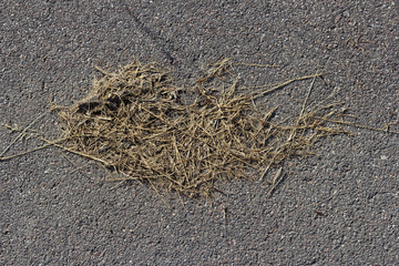 dry grass on asphalt nature texture cover