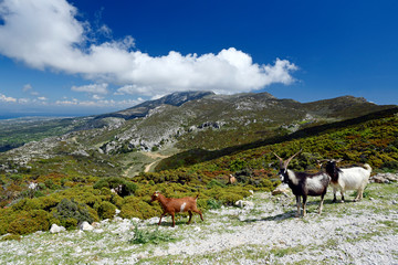 Ziegen im Dikeos-Gebirge auf der griechischen Insel Kos