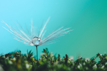 Macroshot of dandelion seed with water drop