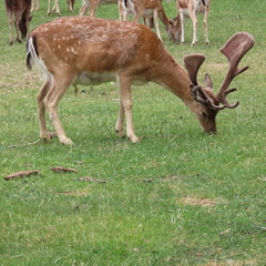 deer, fallow deer in the open air on a clearing in northern Germany