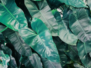 Green leaf background in tropical forest