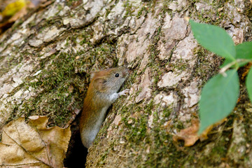 a vole mouse (Myodes glareolus) in its natural habitat on a sunny day